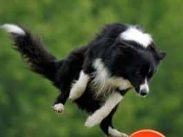 Frisbee Dogs to Invade 2014 WSOP