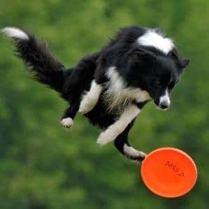 Frisbee Dogs to Invade 2014 WSOP